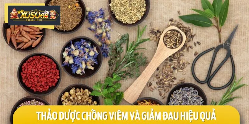 Thảo dược chống viêm, giảm đau là thành phần không thể thiếu của bài thuốc