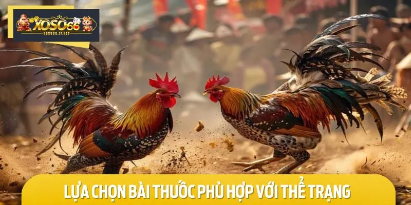 Người nuôi gà chọi cần chú ý chọn bài thuốc phù hợp