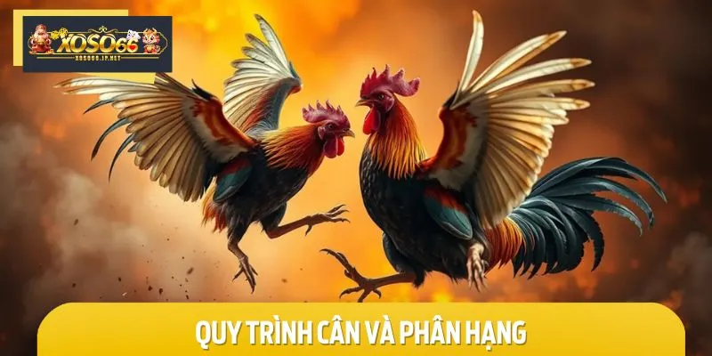 Quy trình cân và phân hạng được hướng dẫn cụ thể